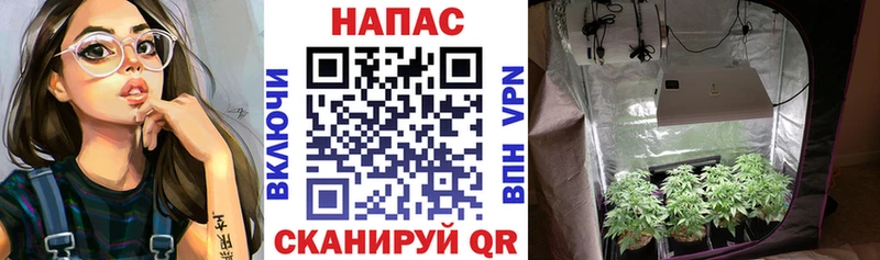 Марихуана Ganja  Купить закладки  Дно 